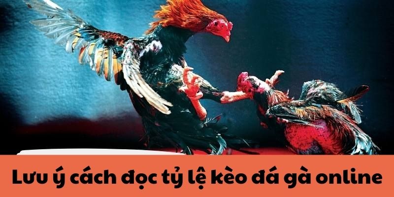 Lưu ý khi anh em muốn học cách đọc tỷ lệ kèo đá gà