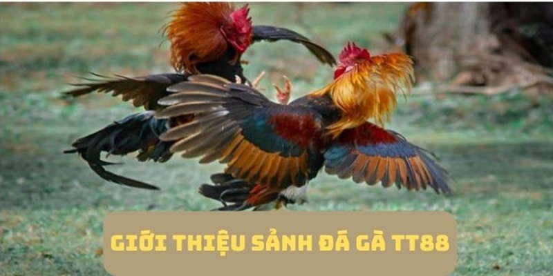 Giới thiệu sảnh đá gà TT88